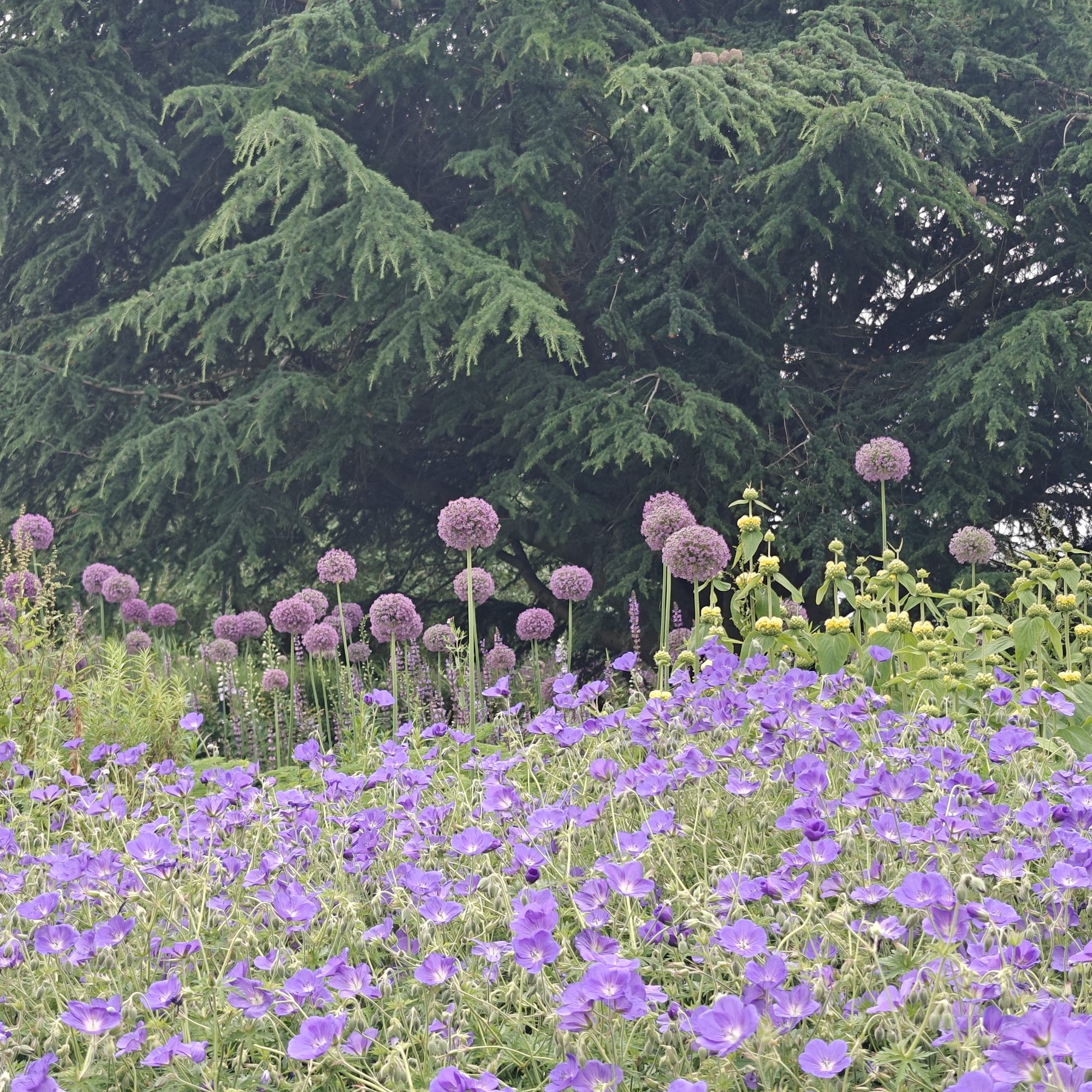 Allium meadow