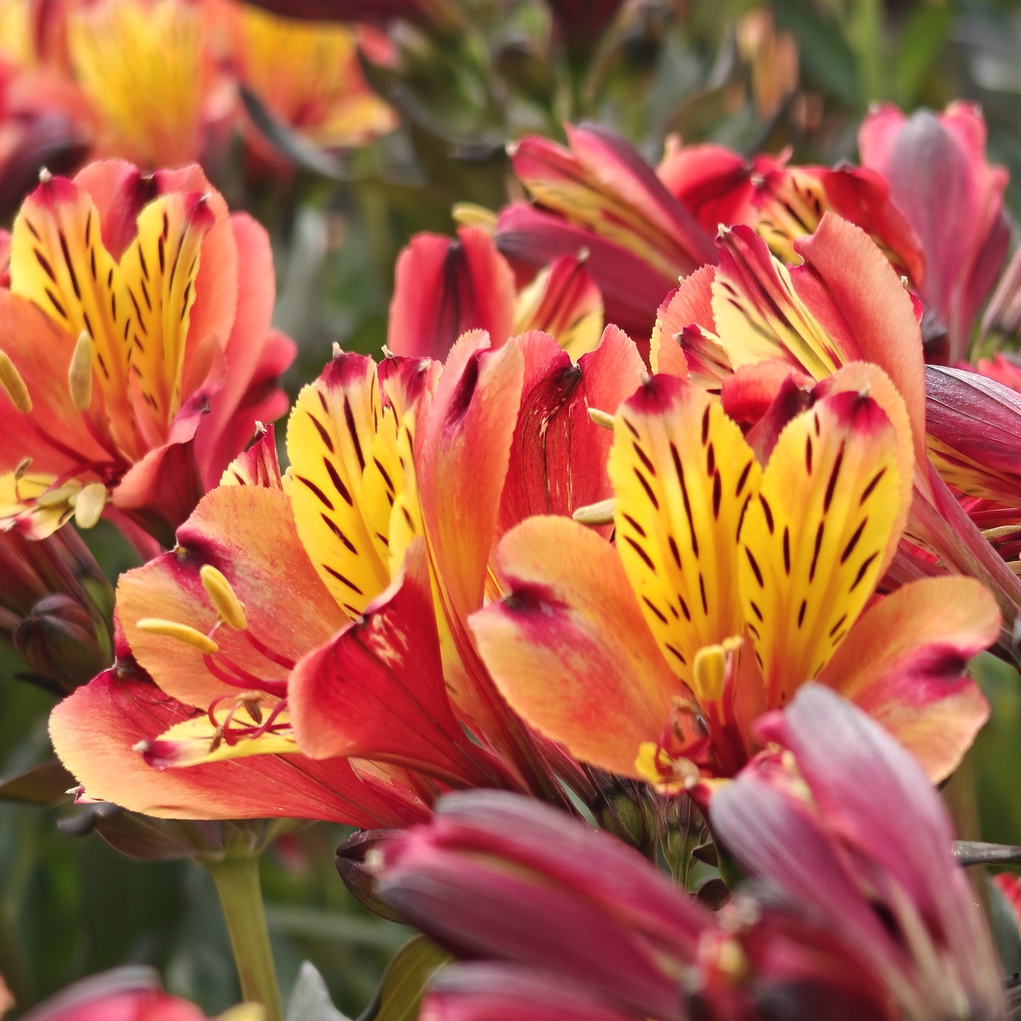 Alstroemeria