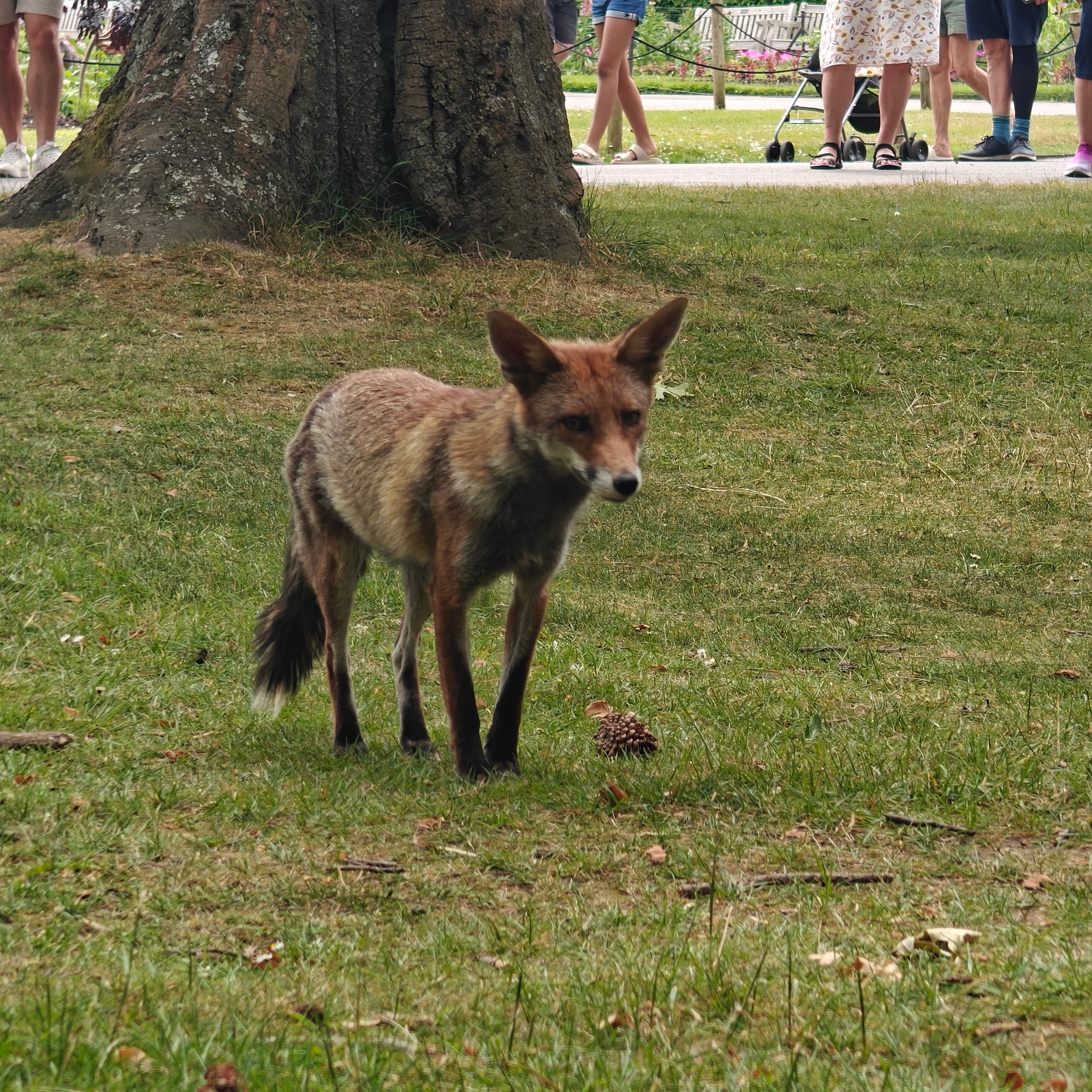 Urban fox