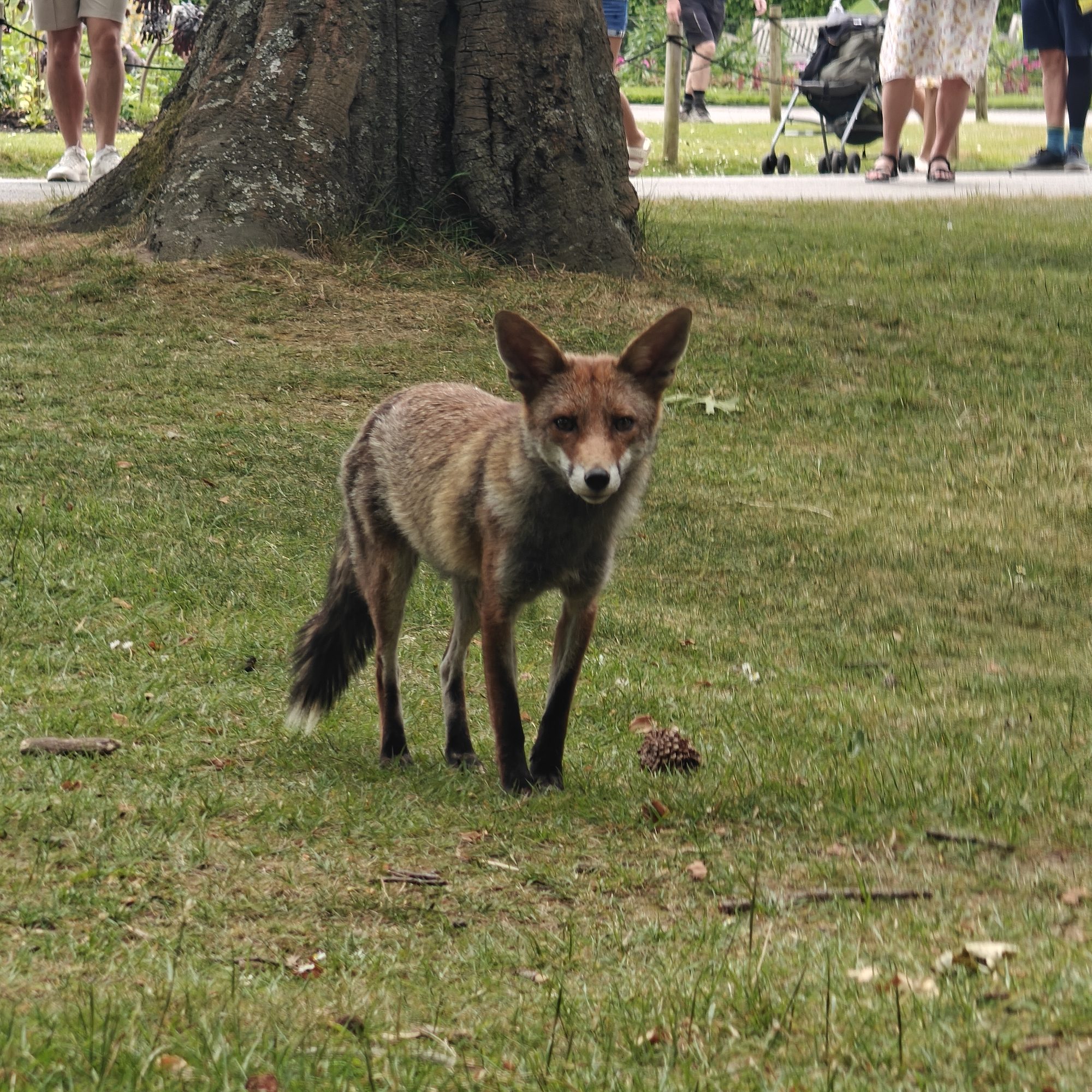 Foxy