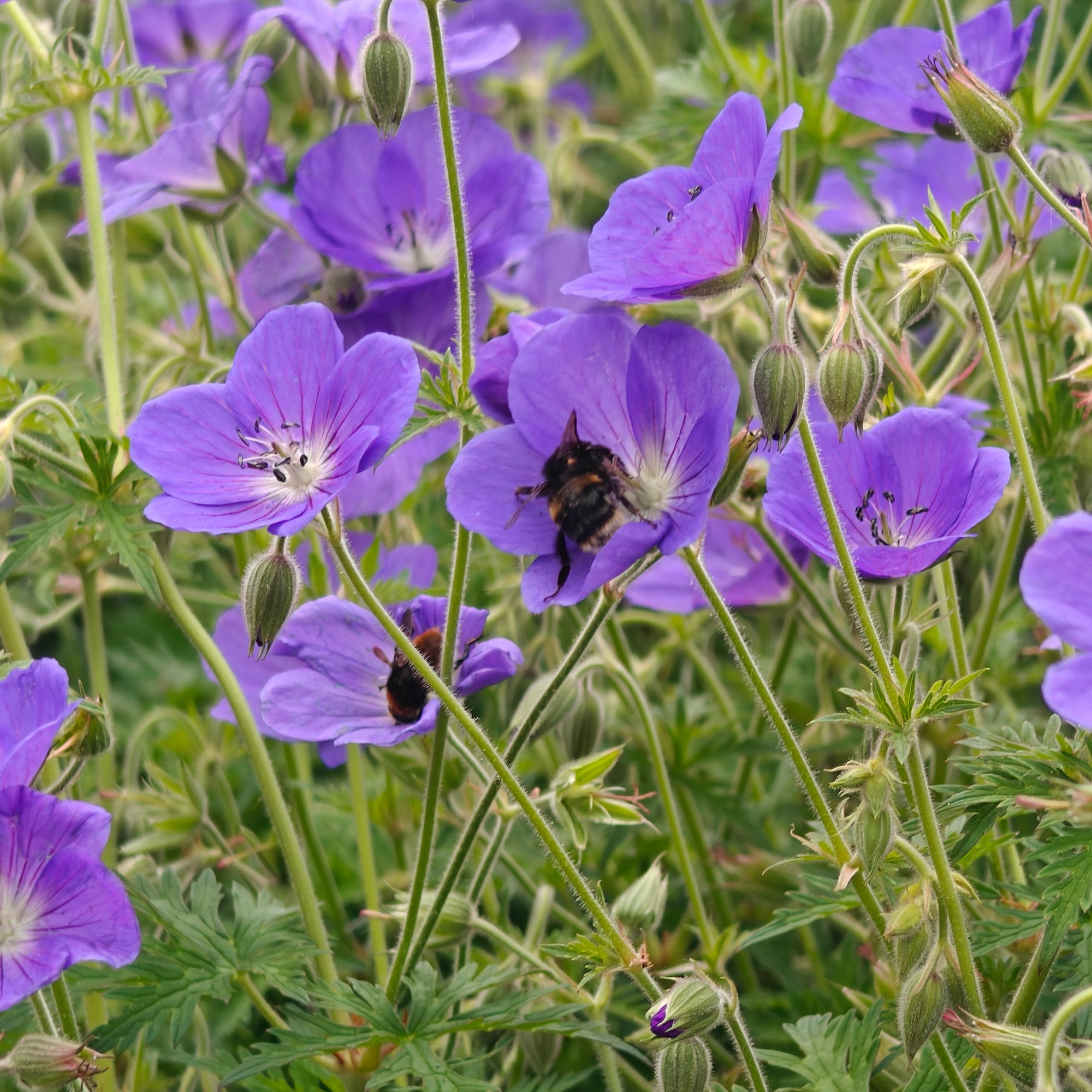Cranesbill & bumblebee
