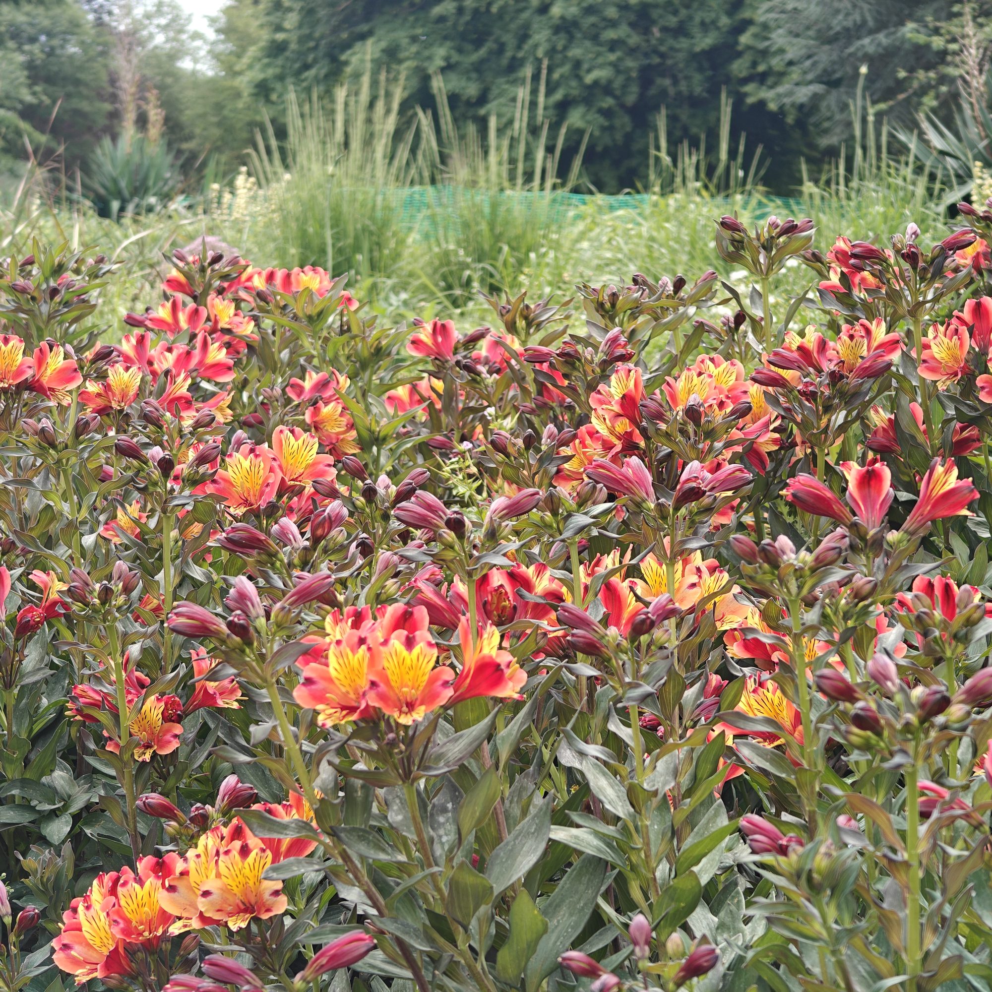 Hot border