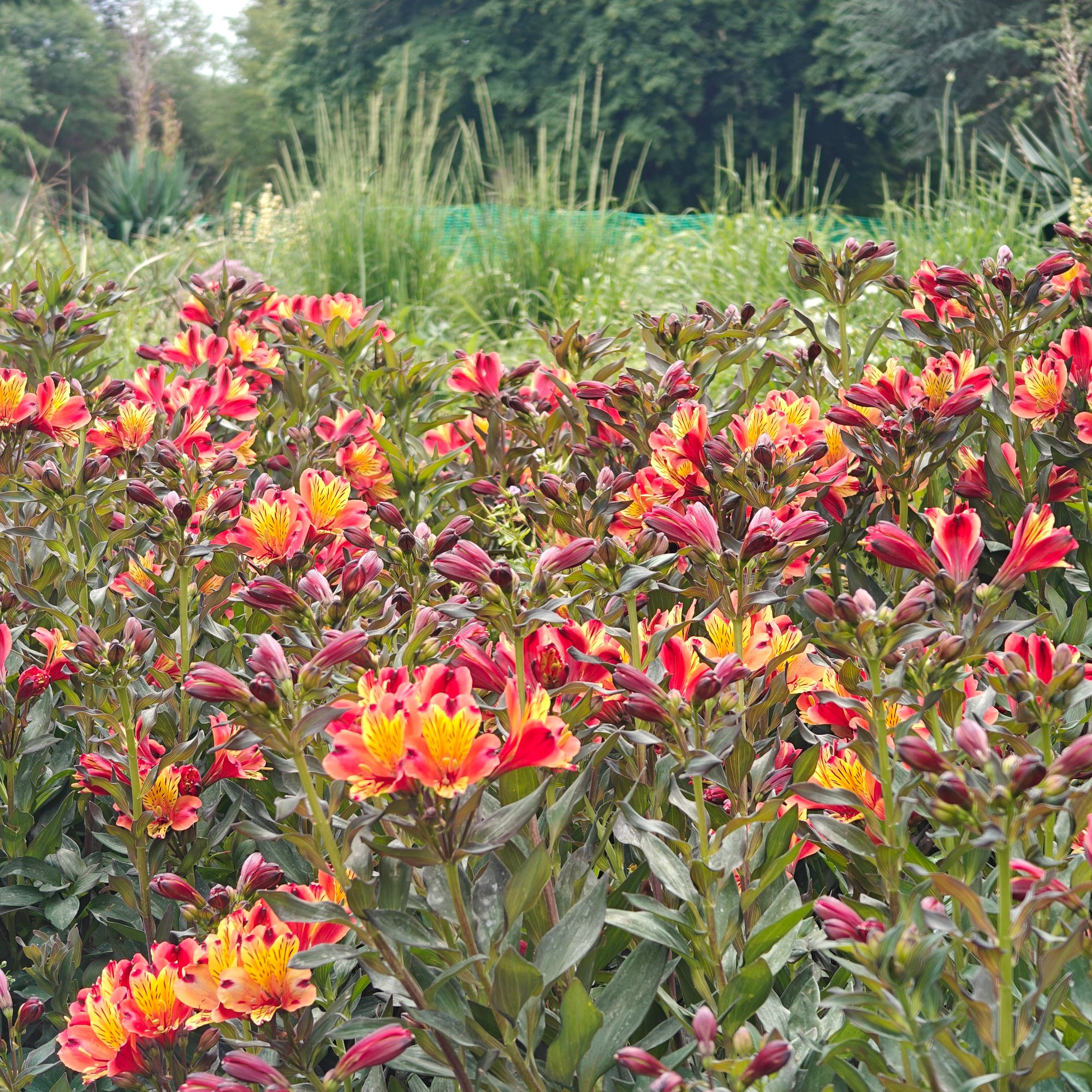 Peruvian lilies