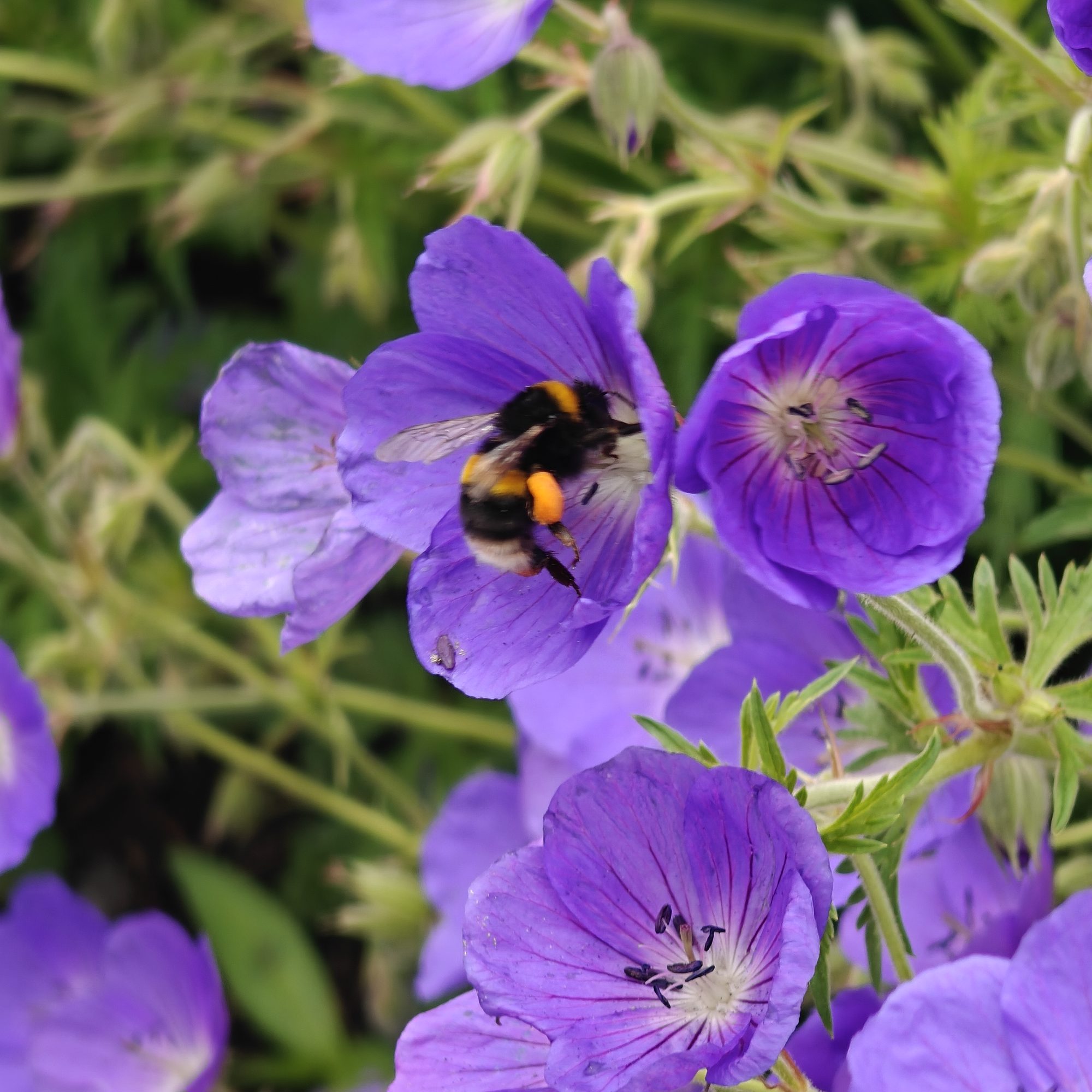 Pollination