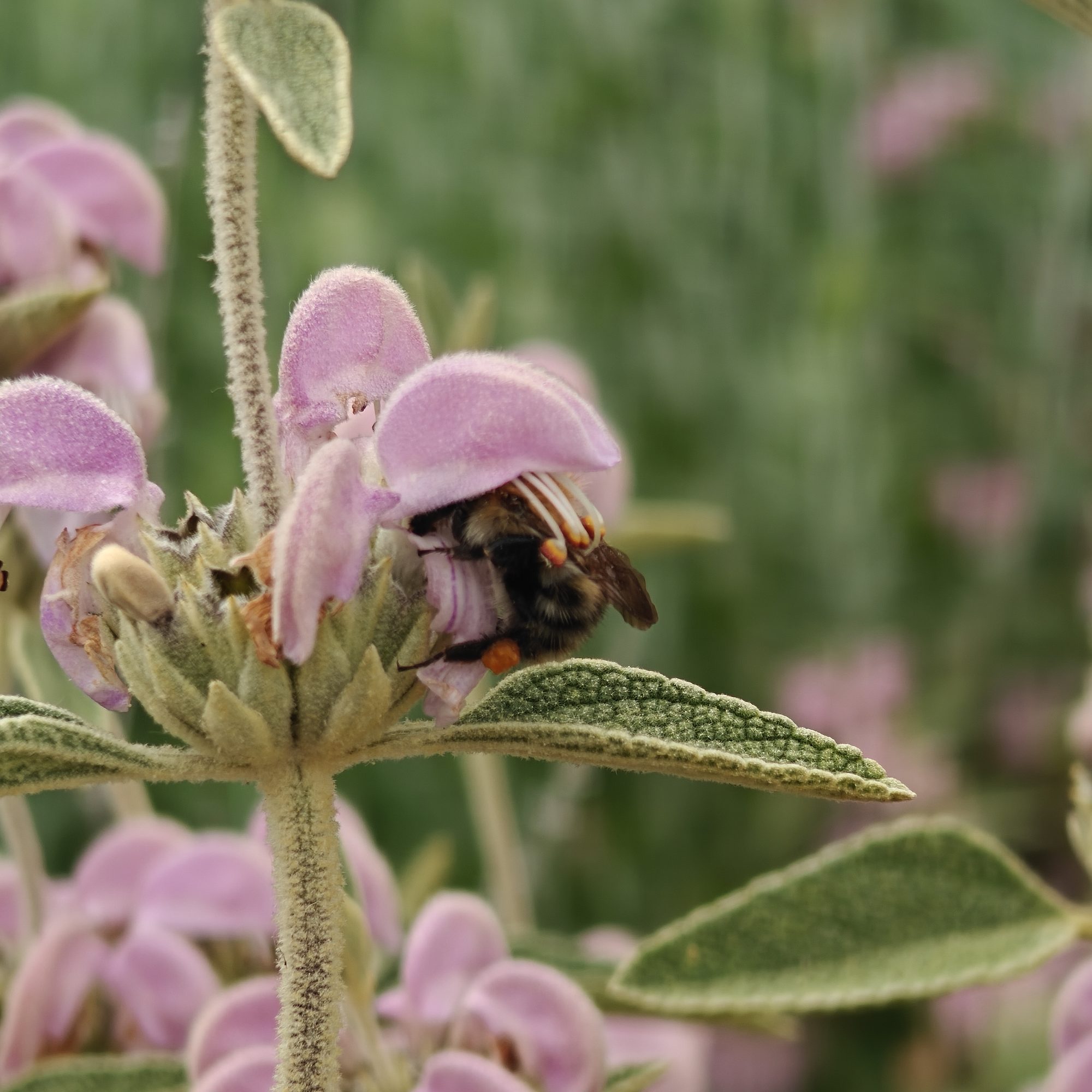 Pollinator