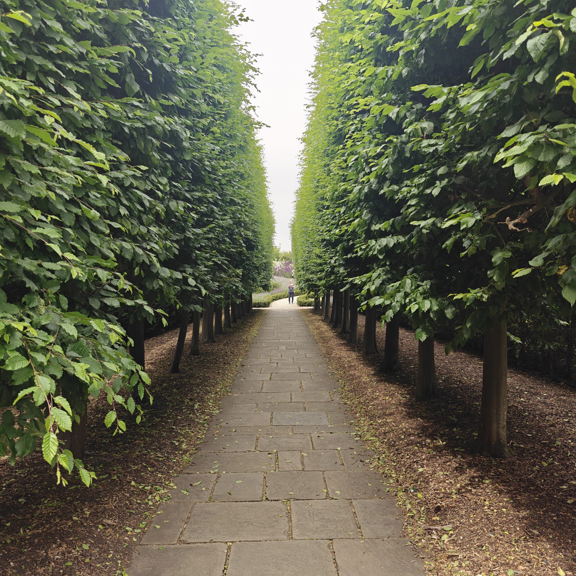 The avenue
